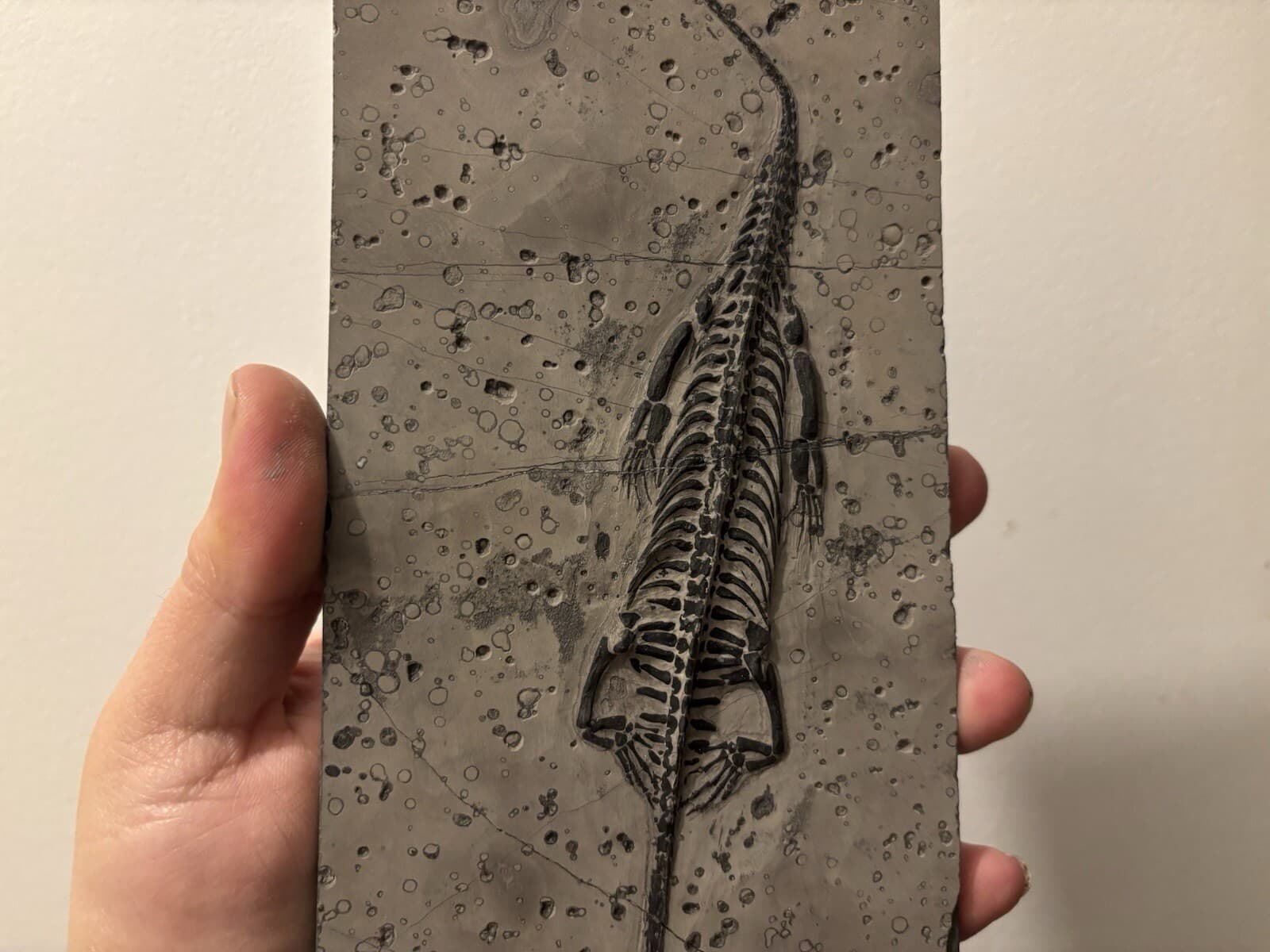 Fossil Dinosaur Keichousaurus From China On Plate!! #2