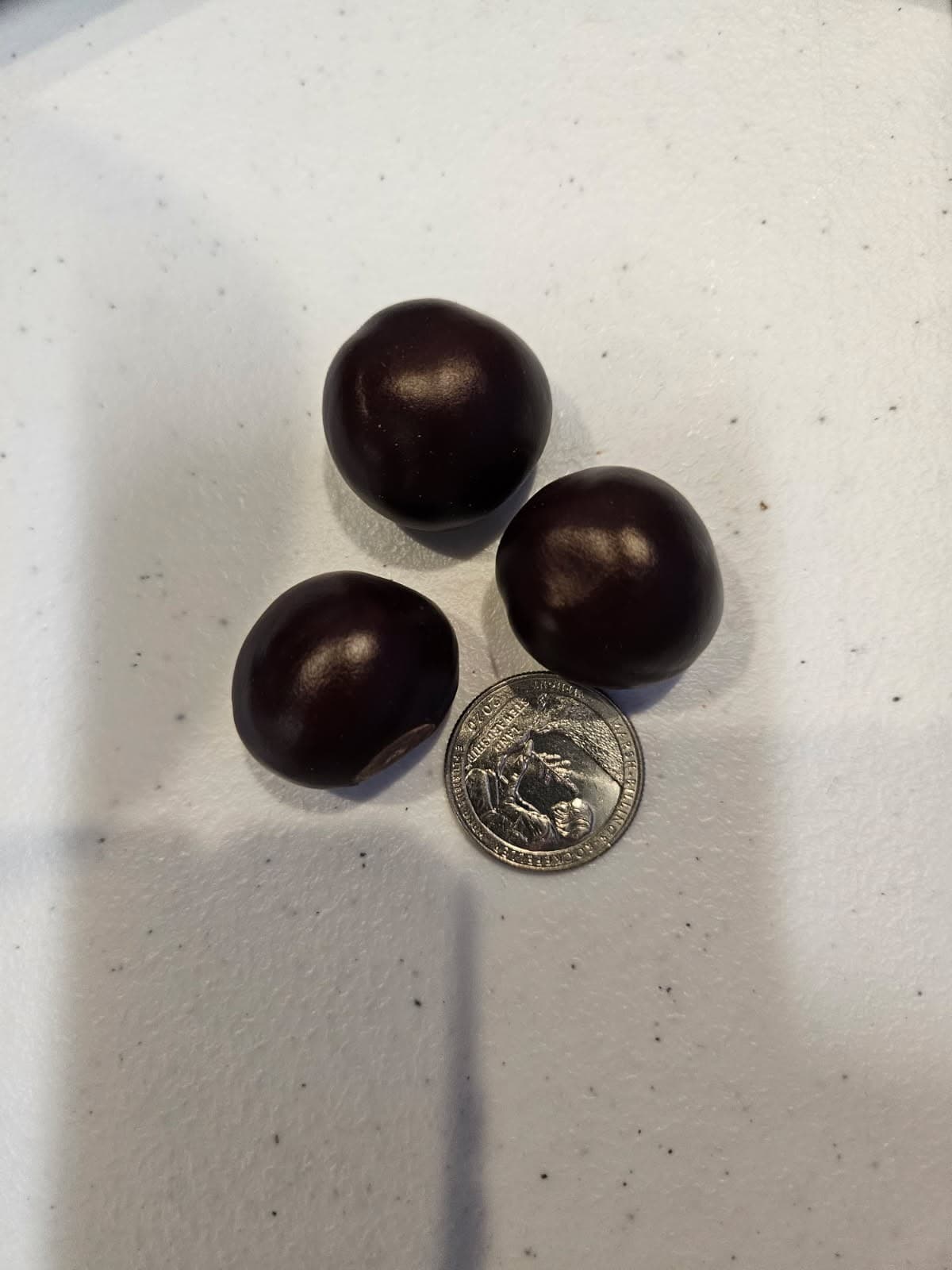 Lot of 100 Genuine Ohio Buckeye Nuts New Crop 2025 mostly nickel to quarter size 2