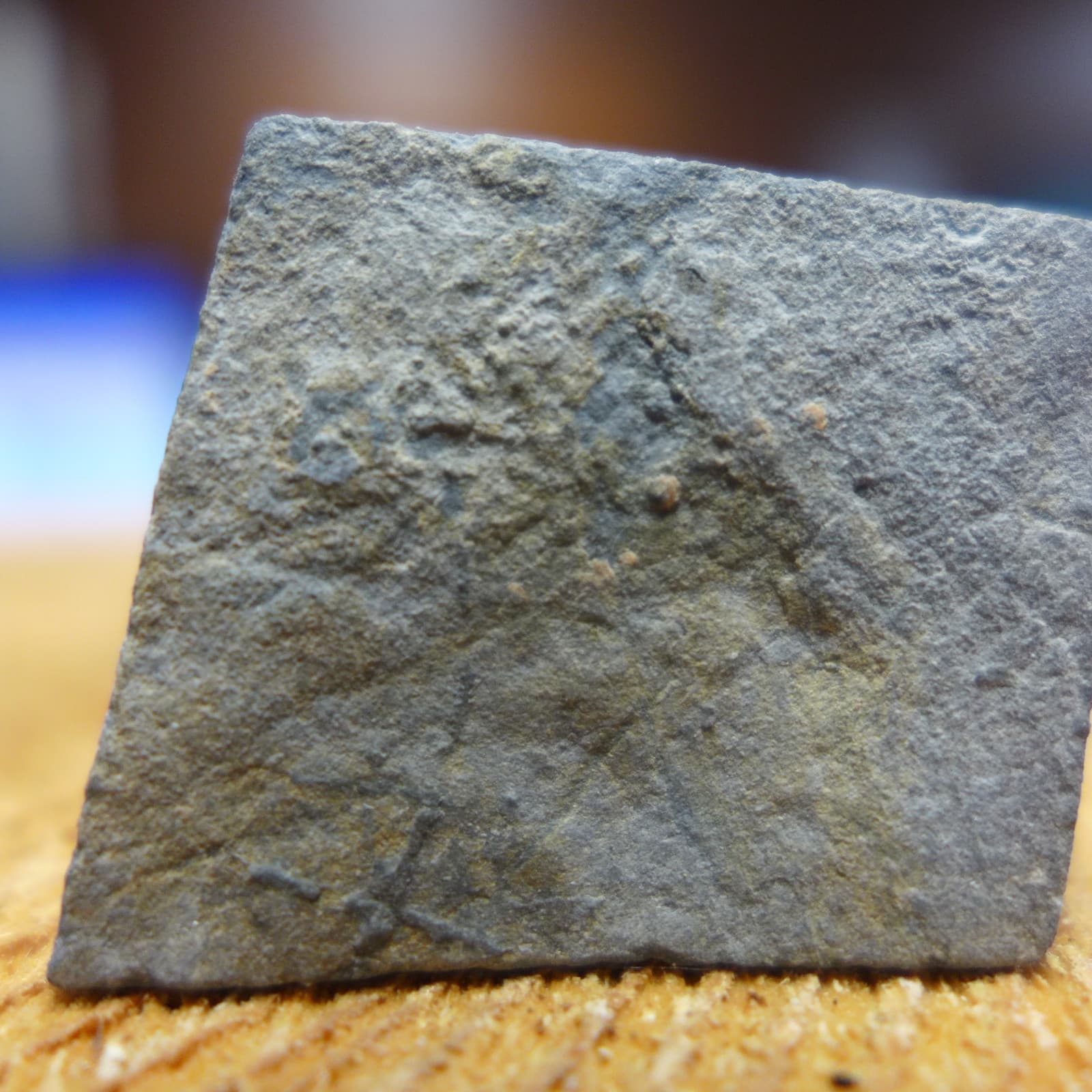 GEOLOGICAL ENTERPRISES Lower Carboniferous Edrioasteroid Stalticodiscus milleri 2