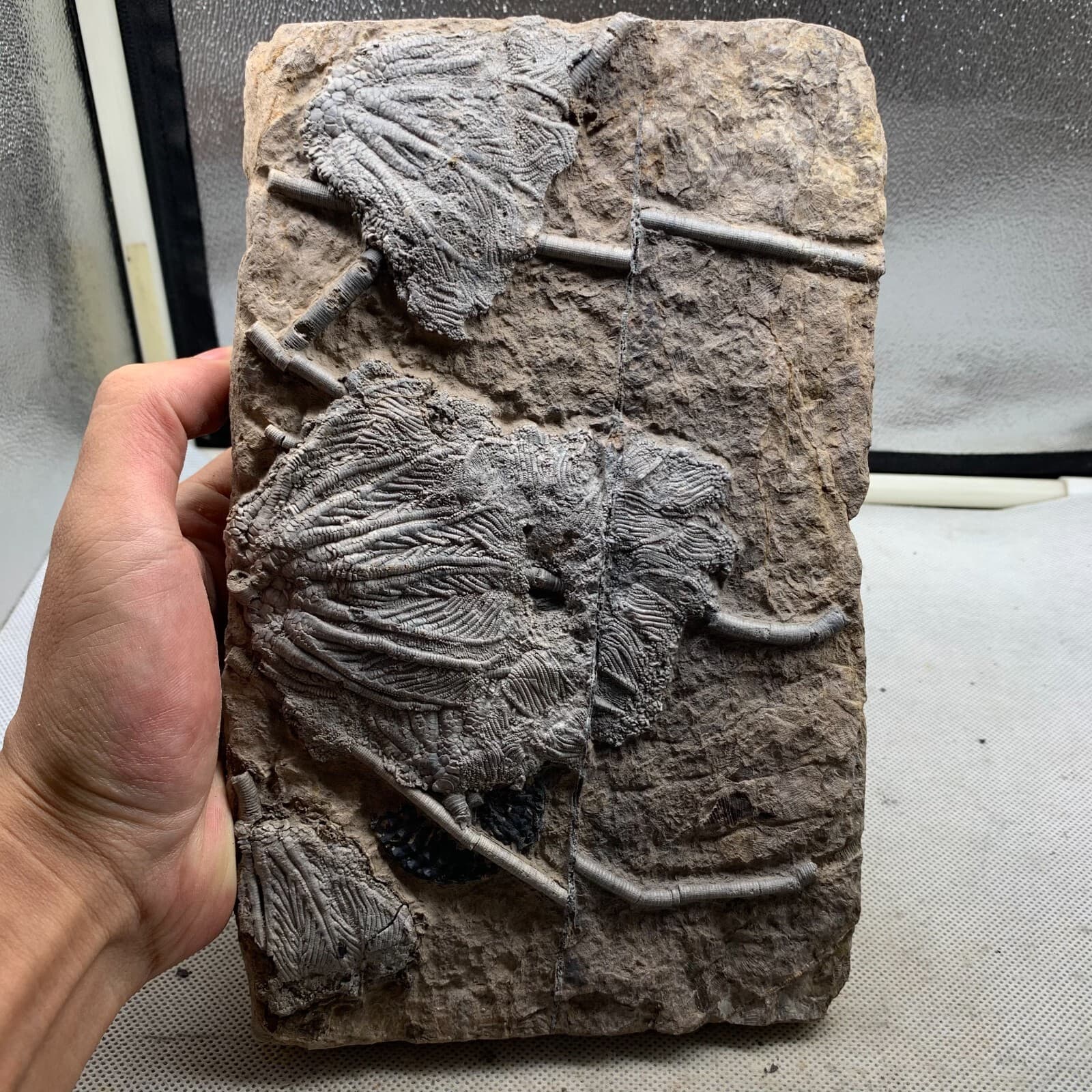 1650 grams of fossils of crinoid from the Guanling Biota in Guizhou