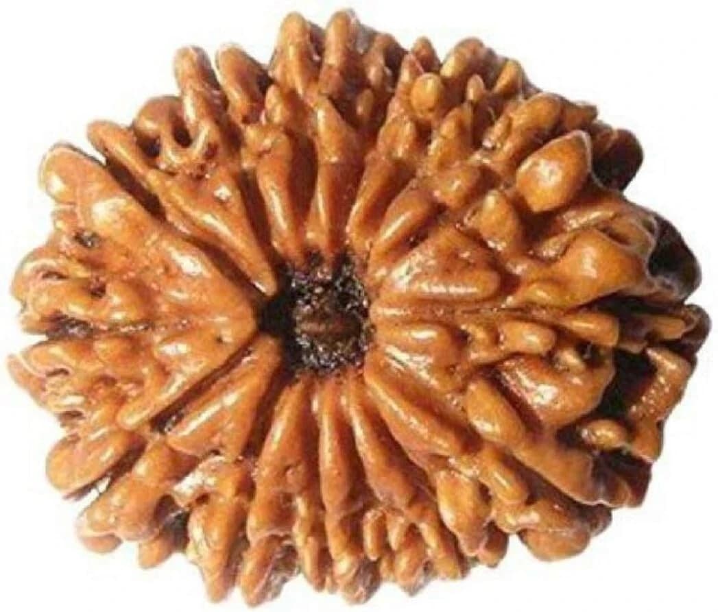 Original 14 Mukhi Rudraksha (Lab Certified) Origin - Nepal/Good Shape & Matured