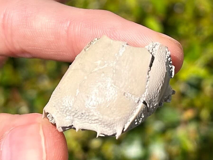 Fossil Crab Ranilia muriceta Florida Pliocene Crustacean Intracoastal Formation 3