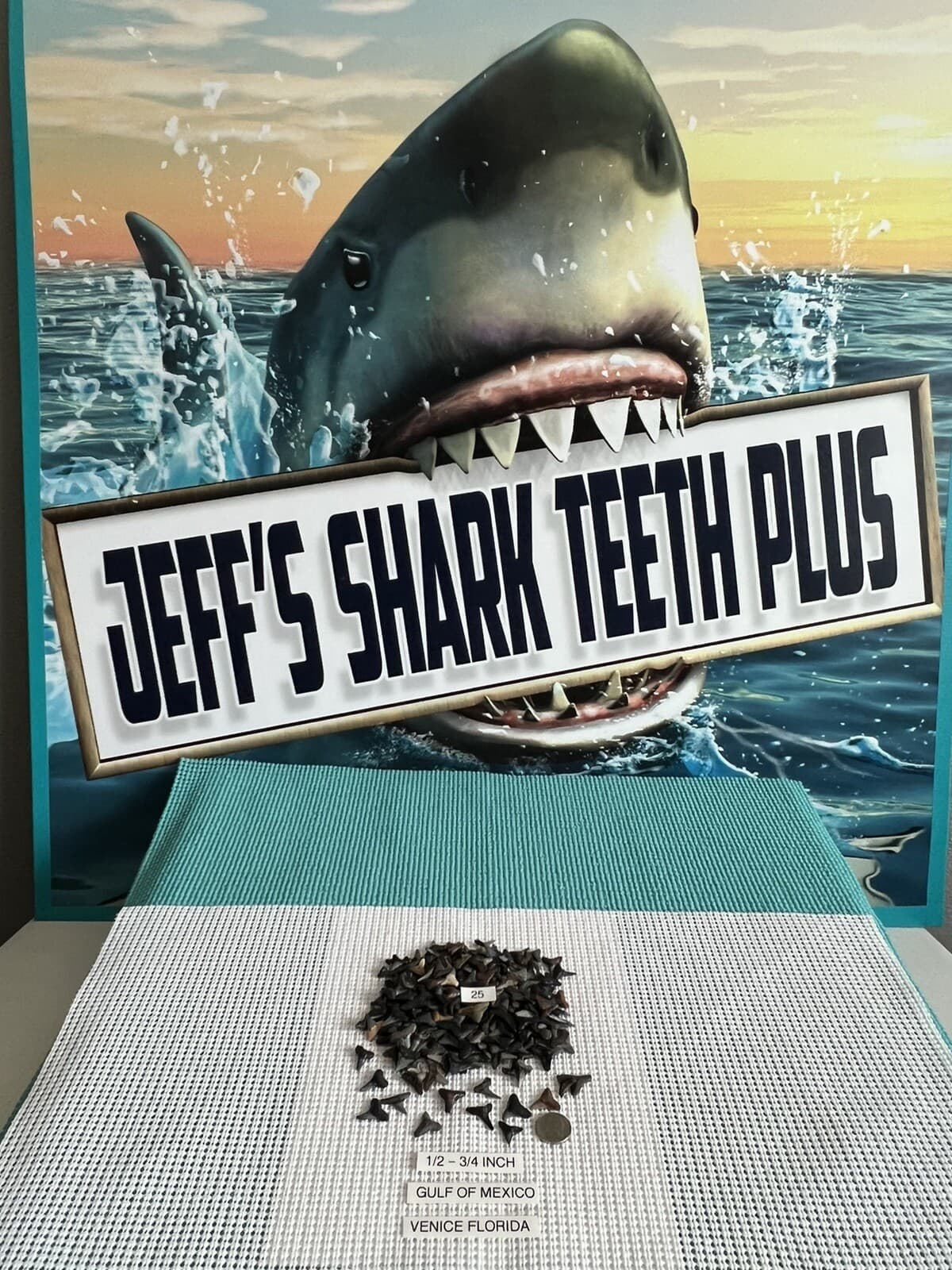 Lot of 25 Fossilized 1/2 - 3/4 inch shark teeth from Venice Florida ( GULF ) 4