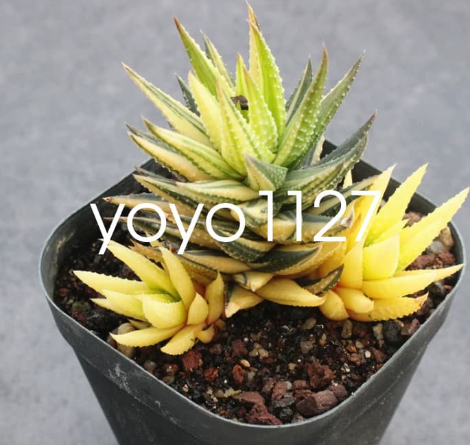 Succulent plant Haworthia coarctata Haw. \'Variegata\' Home Multiple heads Plant