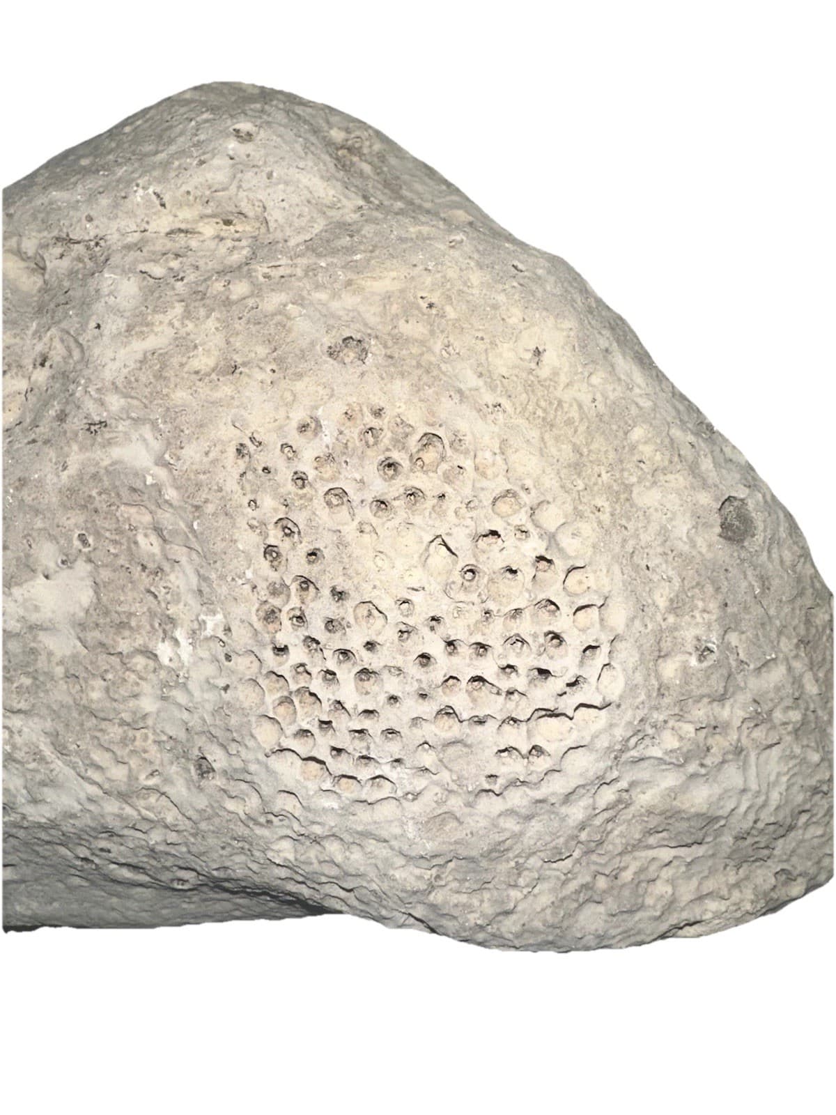 Large Raphidonema Sponge Fossil Specimen from the Cretaceous Period Southern, NV 2