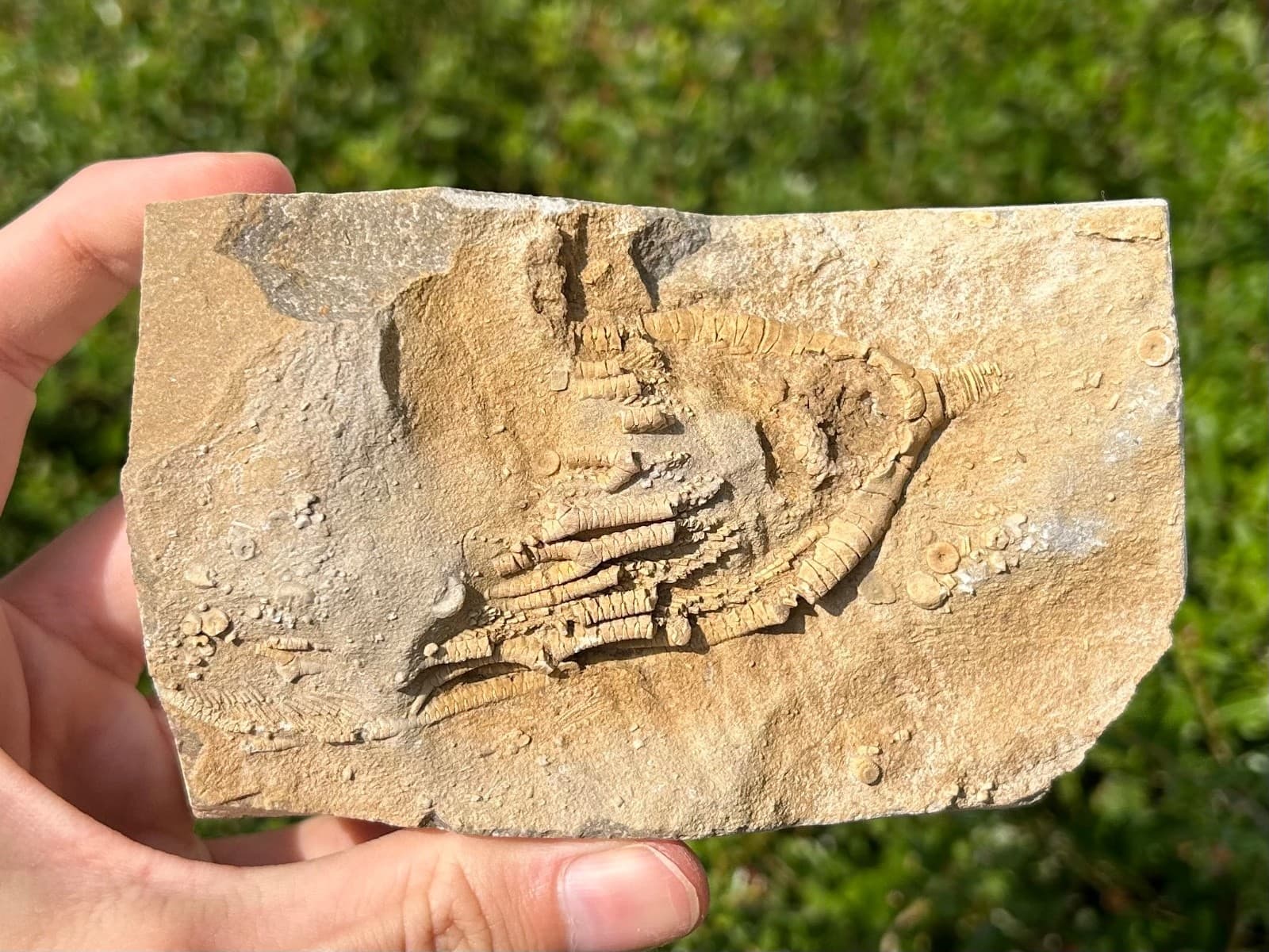 Fossil Crinoid in Matrix Rhopocrinus Alabama Bangor Limestone Formation 5