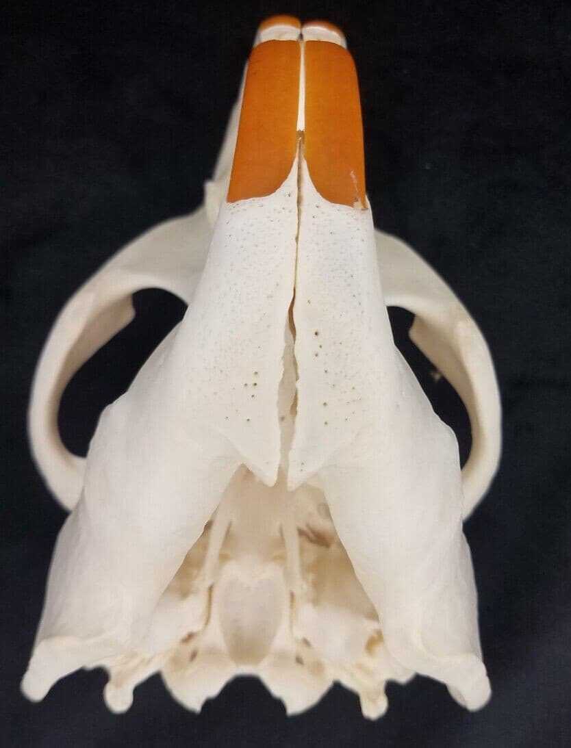 Real Beaver Skull - Castor canadensis - Generic Listing - American Sourced 2