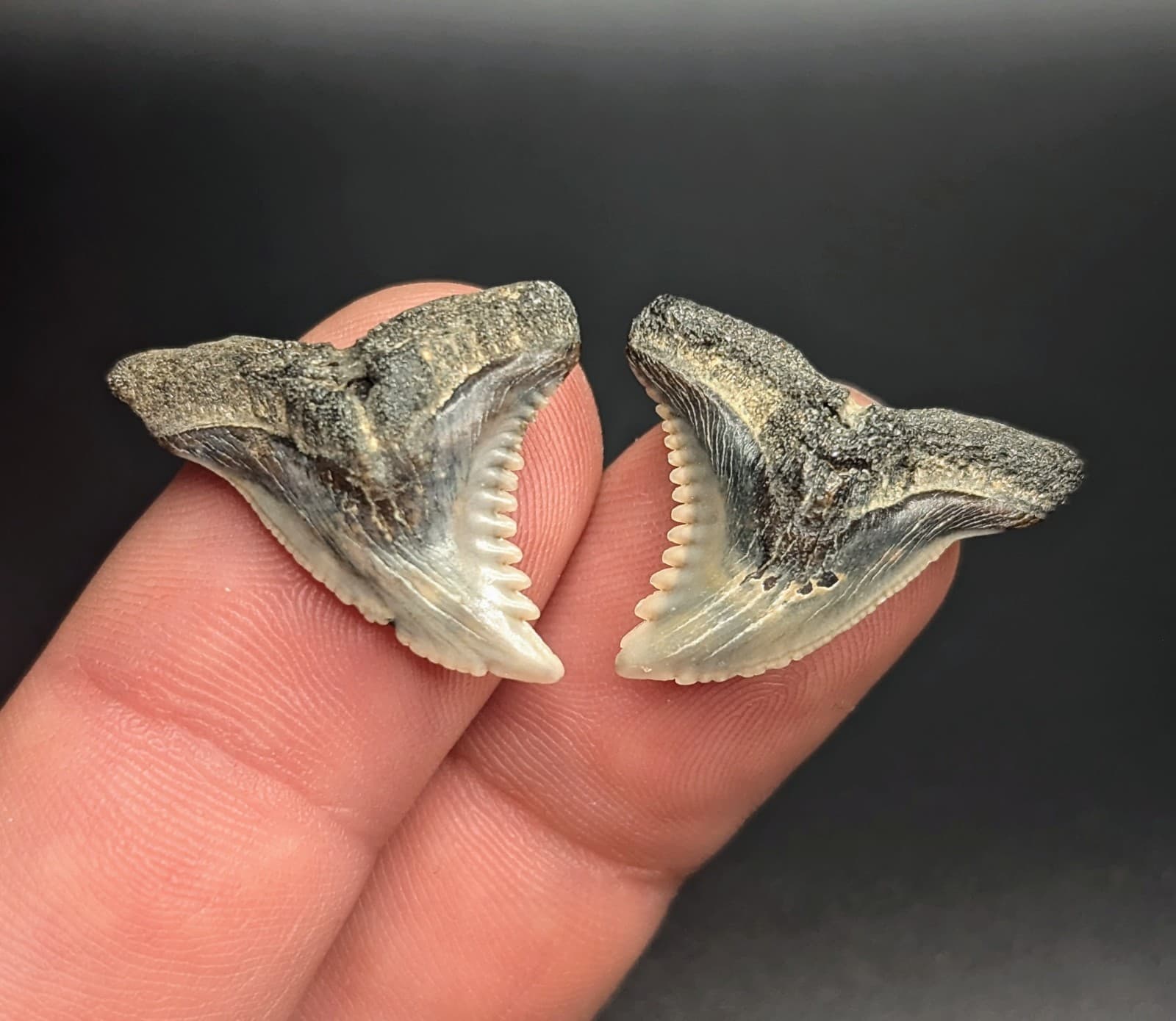 Stunning Pair Of Snaggletooth Shark Teeth From Maryland 2
