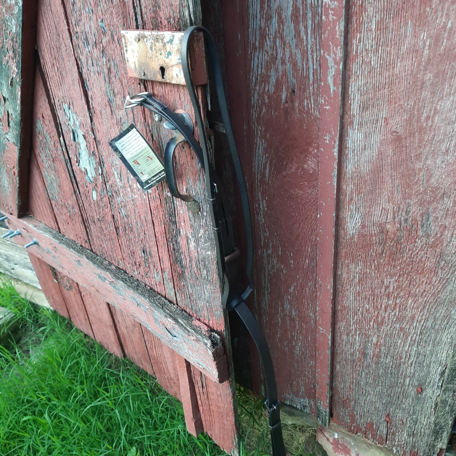 NWT HORSEWARE Amigo PONY Brown Leather Running Martingale  5