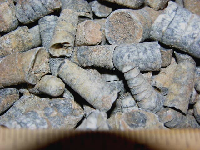 Orthoceras fossils Ordovician/Triassic 400 million years 1/2 pound 20 plus piece 3