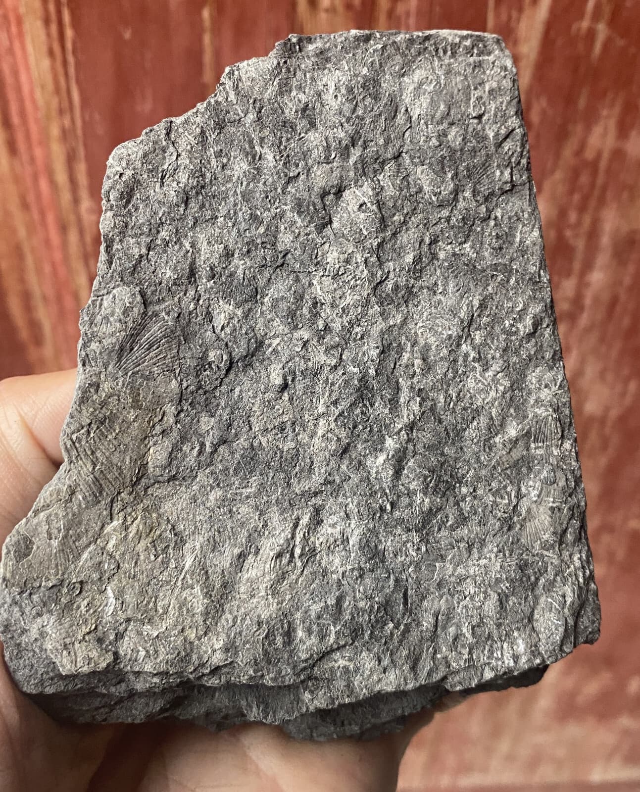 Natural Devonian prehistoric Jurassic biota crinoids Fossils 4