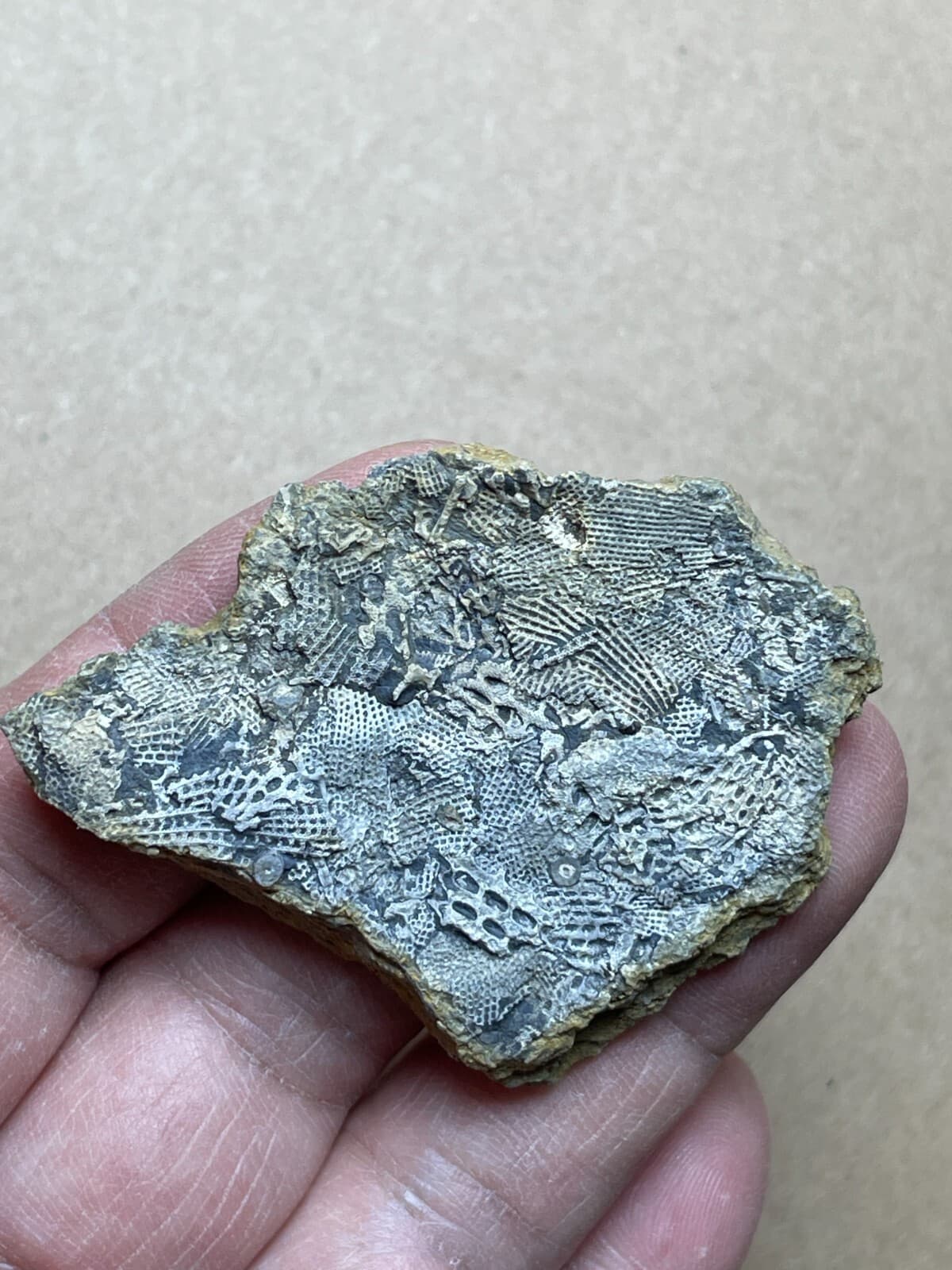 22g Bryozoa specimen from Carboniferous 5