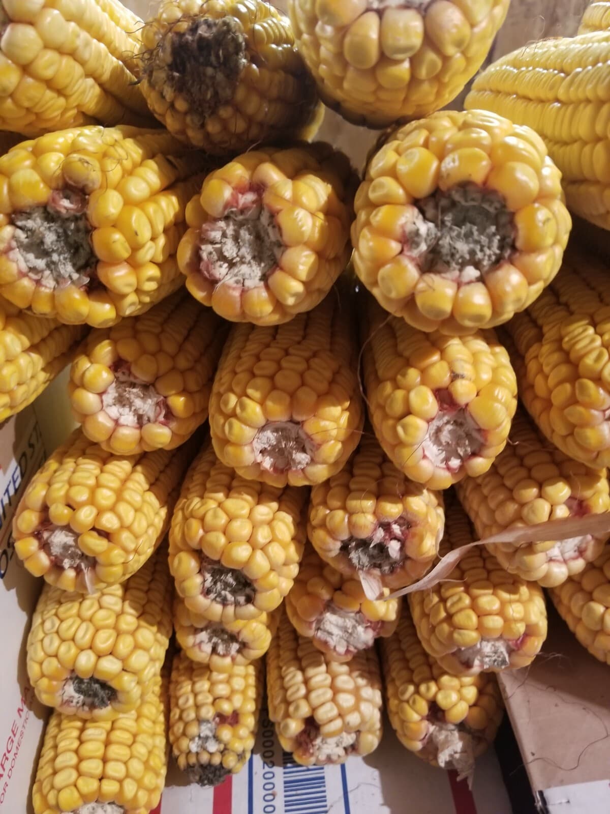 Cob Corn For Wildlife! Organic Amish picked!(20 Cobs) 3