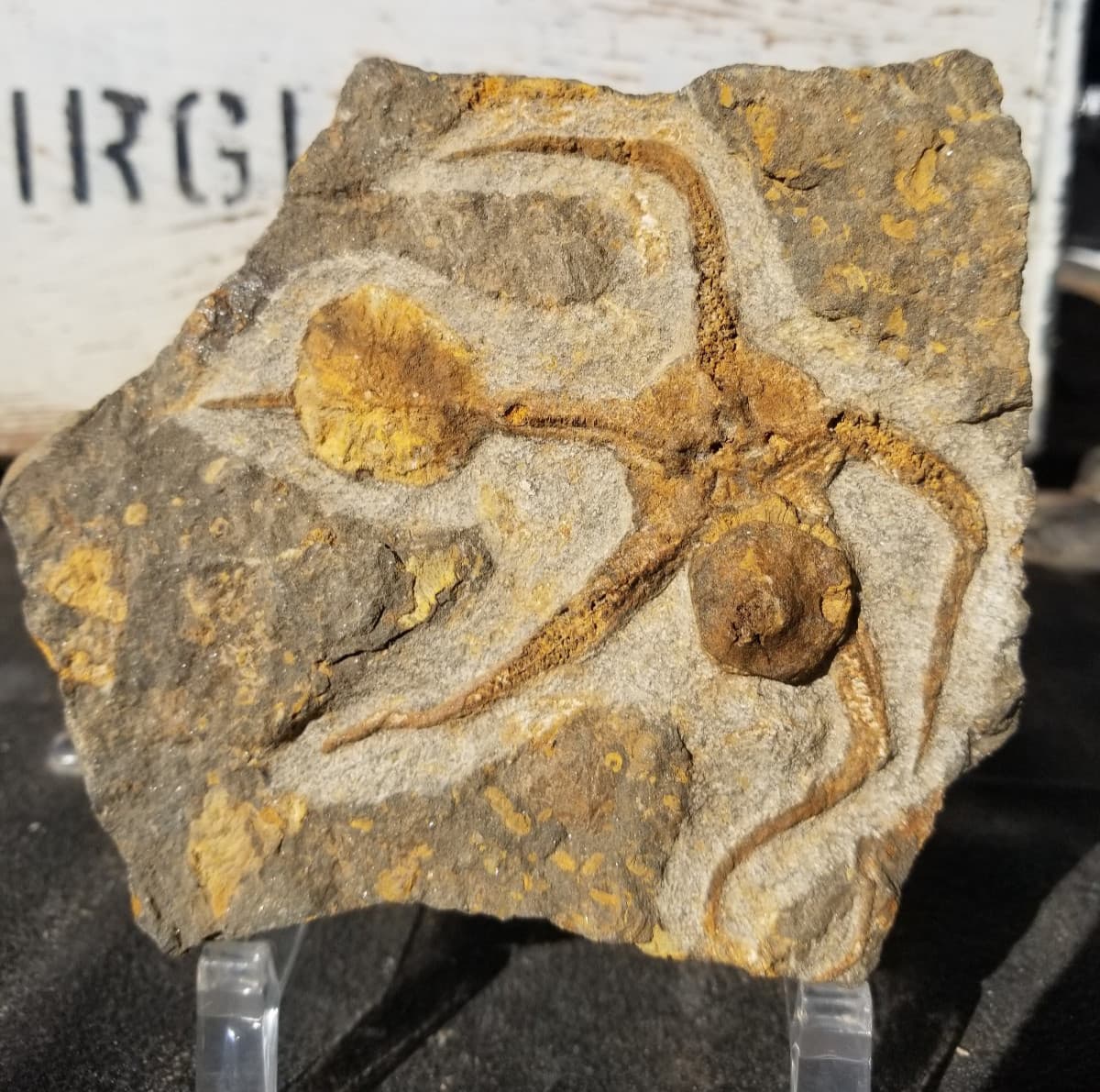 Ordovician Sea Starfish Brittlestar Fossil Morocco Marine Over 400 Mill Yrs Old