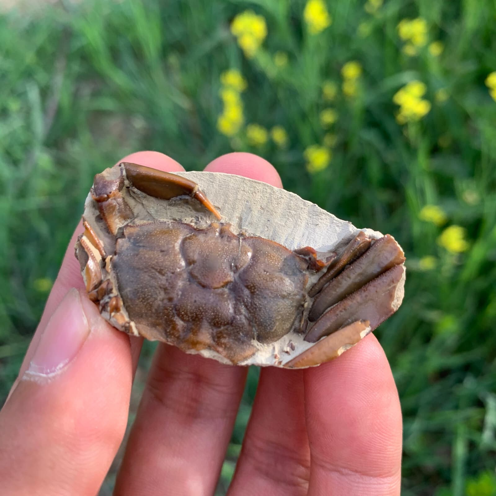 Jurassic Crab Fossils Dinosaur Age 2