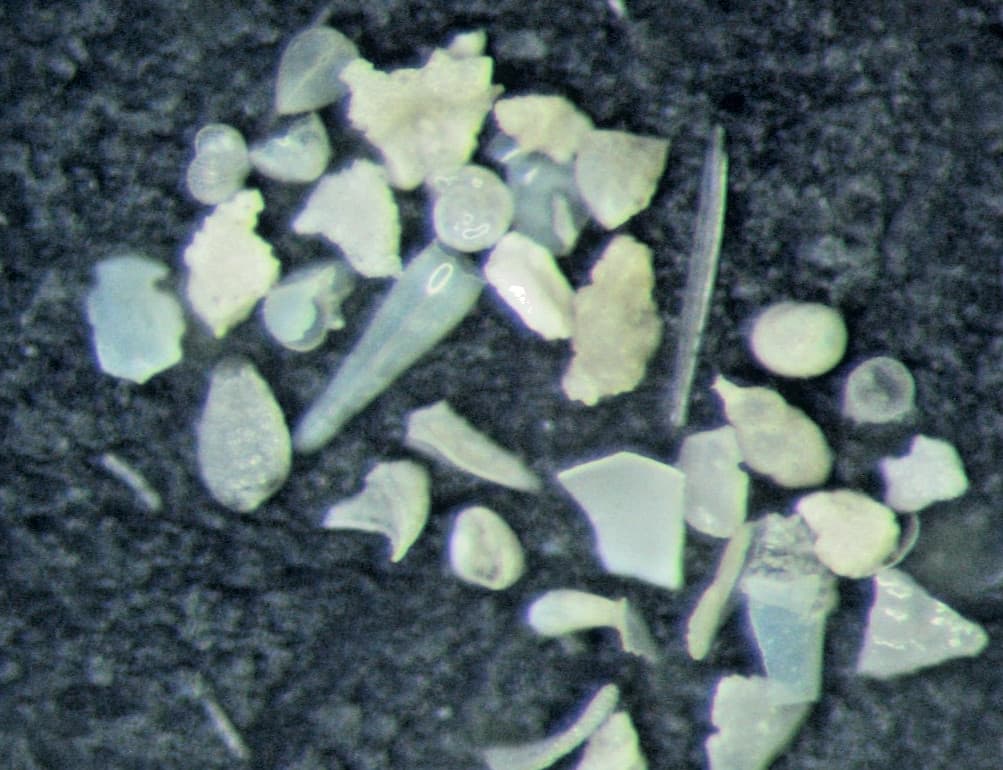 Recent Philippines 3357 ft microfossil fossil foraminifera slide mount 3