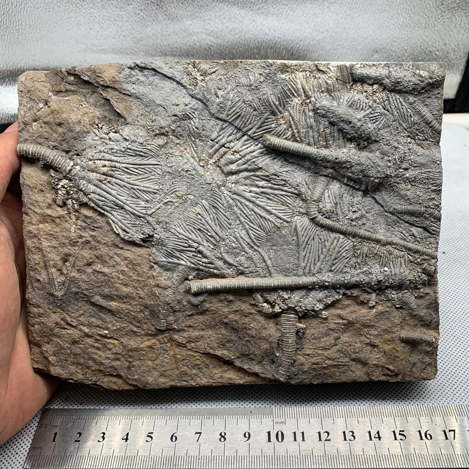 1180 grams of fossils of crinoid from the Guanling Biota in Guizhou 3