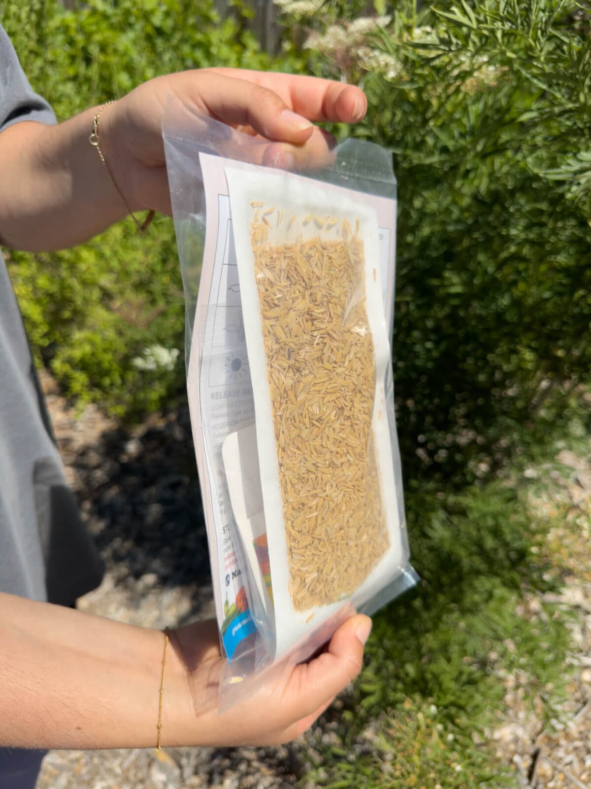 Green Lacewing Eggs in Rice Hulls - 1,000 Count - Aphid Exterminator 6