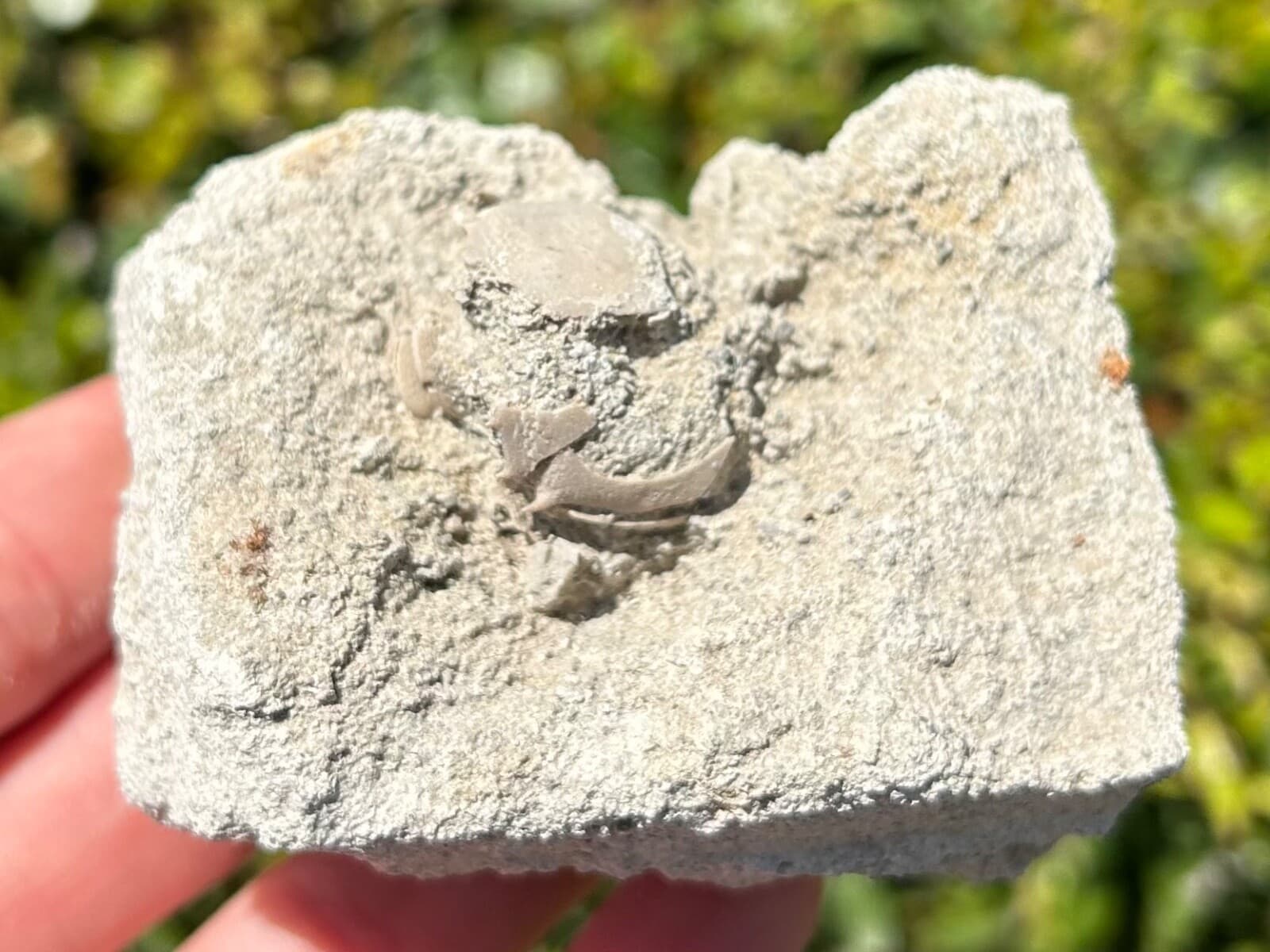 Unprepped Florida Fossil Crab in Matrix Ranilia muriceta Pliocene Crustacean 5