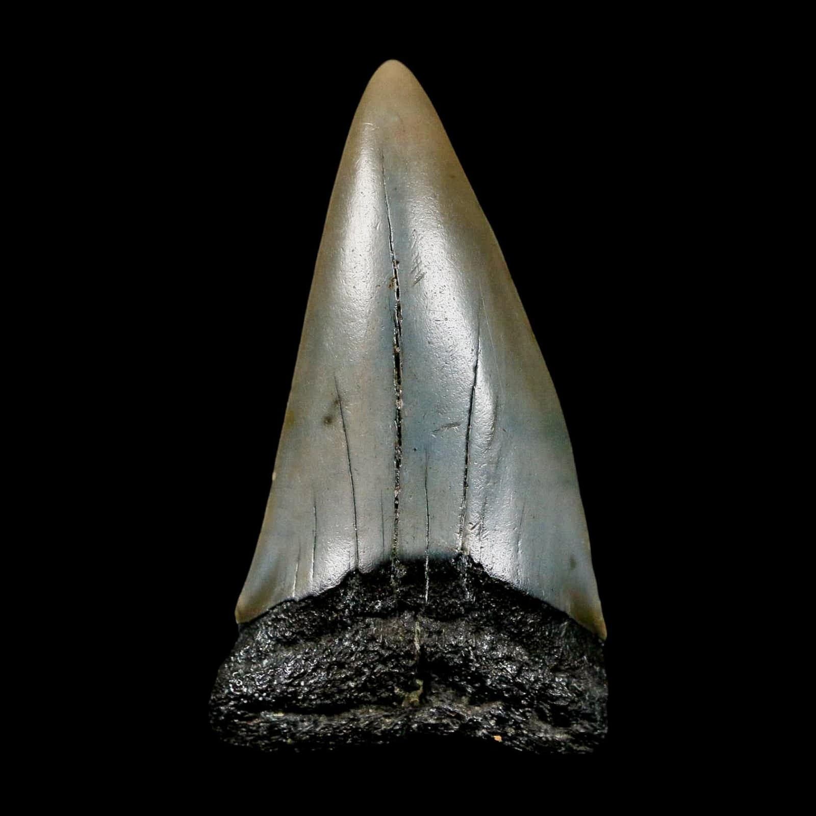 2.3" Quality Hastalis Mako Tooth Serrated Fossil Natural Miocene Age COA