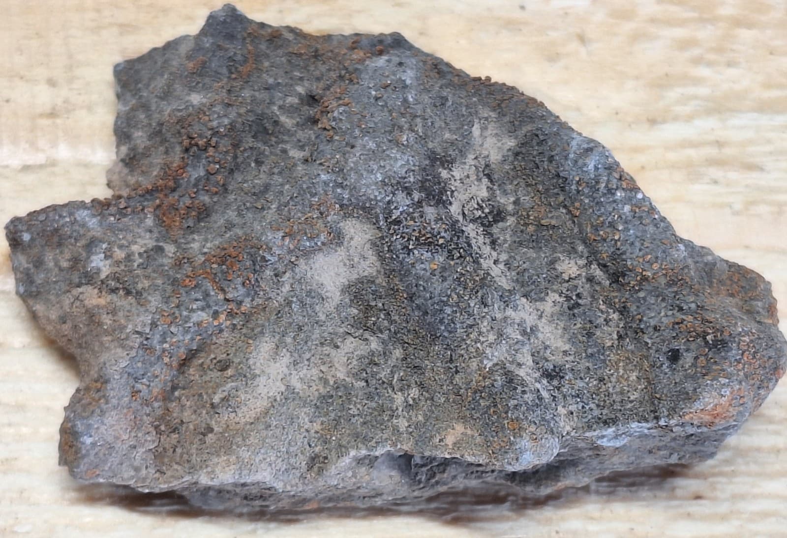 Fossil Favosite Coral In Limestone Devonian Period Michigan 4