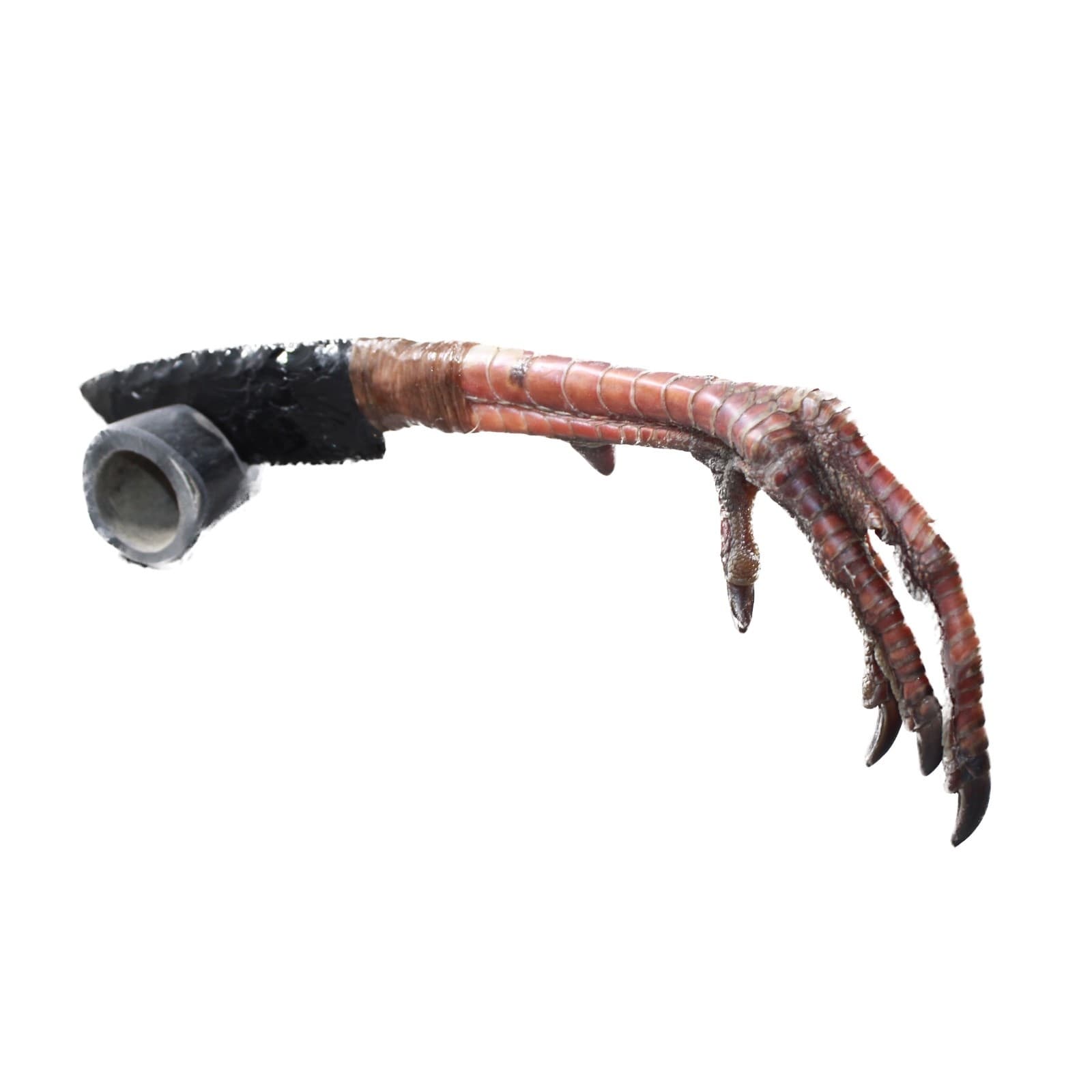 Turkey Foot Handle Obsidian Blade Ornamental Knife #935n  Mountain Man Knife 5