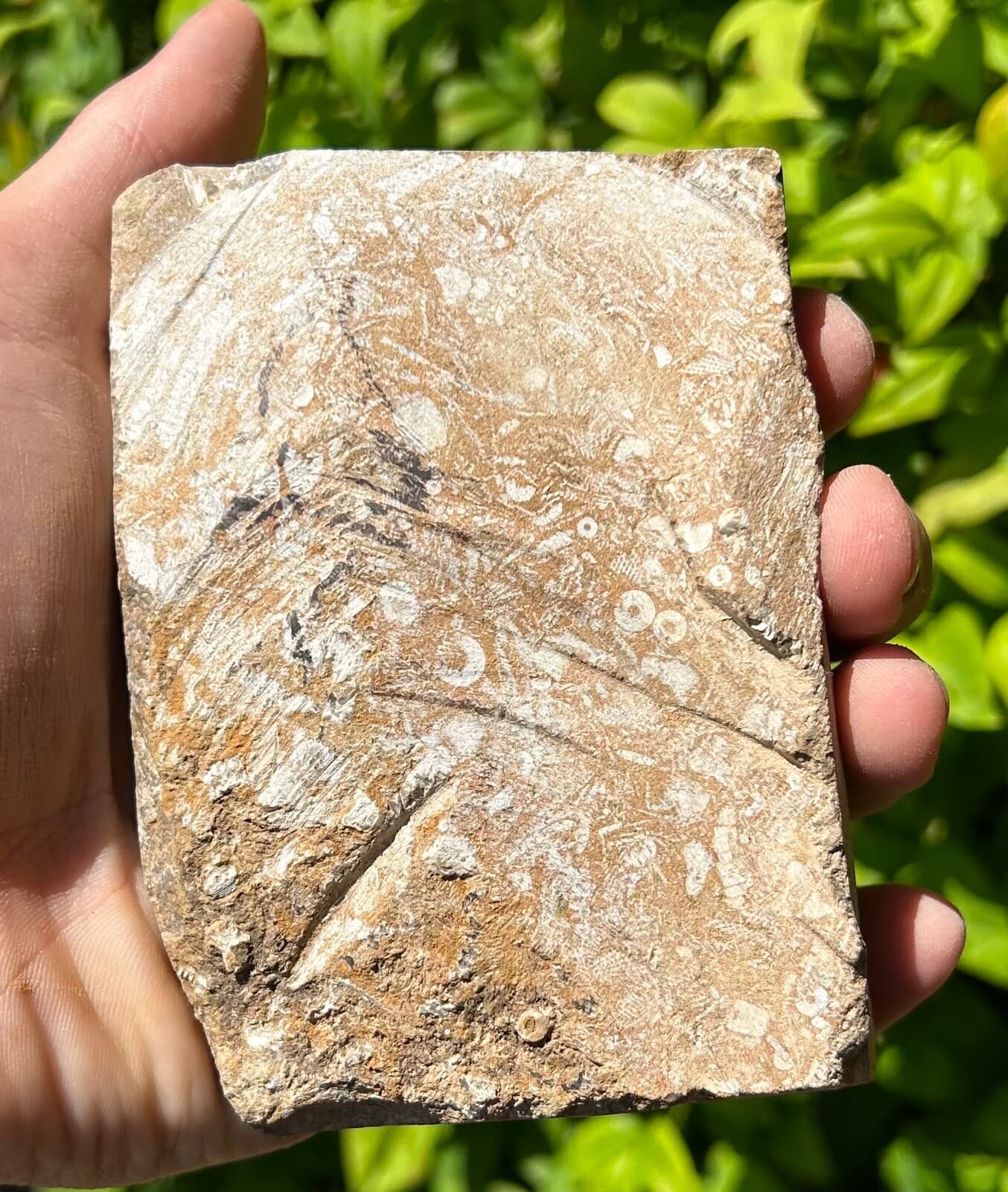 DOUBLE Fossil Crinoids in Matrix Phanocrinus & Aphelecrinus Alabama Bangor Fm 5