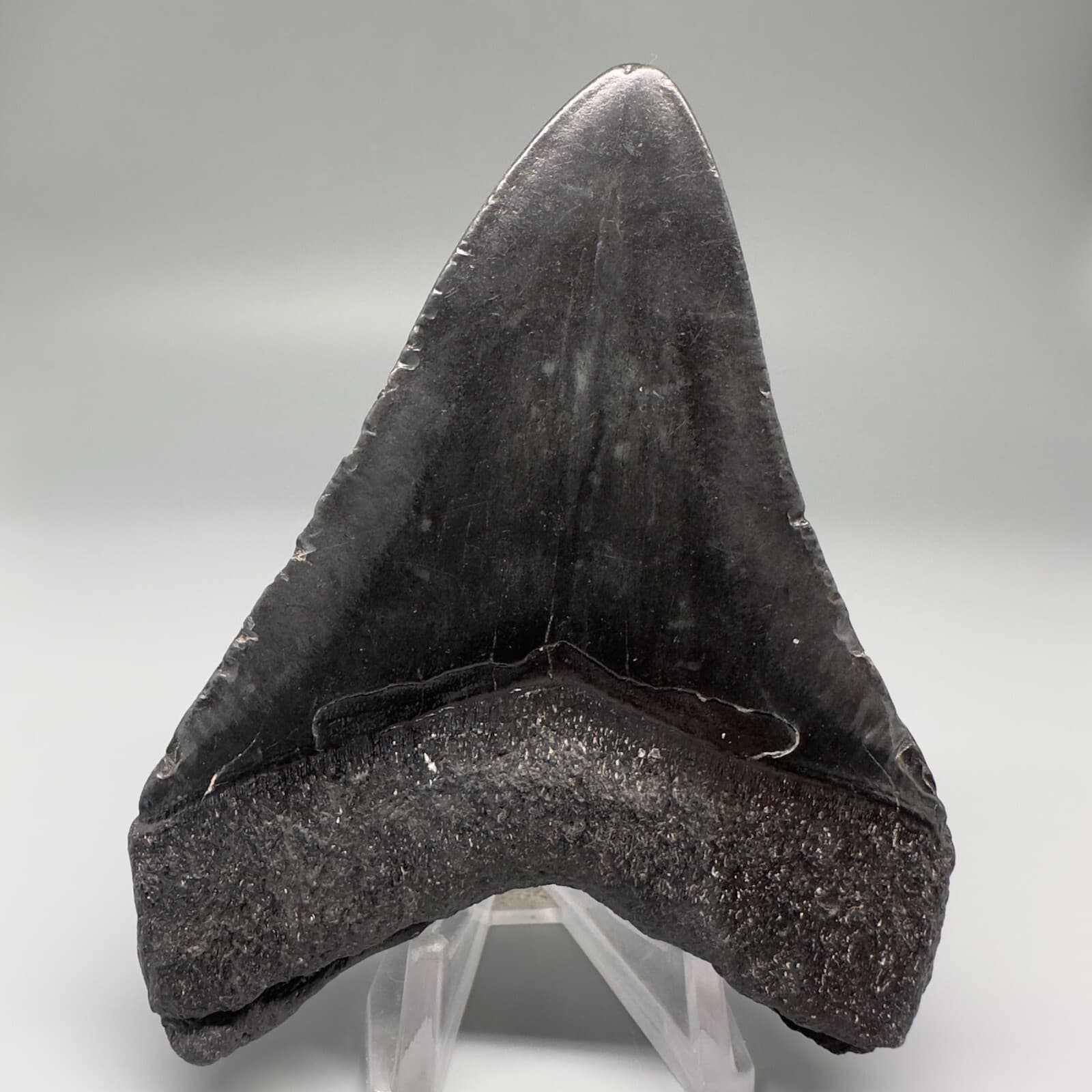 Complete Dark 3.92" Fossil MEGALODON Shark Tooth - USA 4