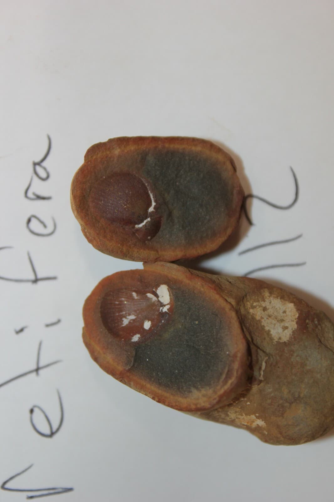 Mazon Creek Fossil Palaeolima retifera Fossils. Lot X44 3