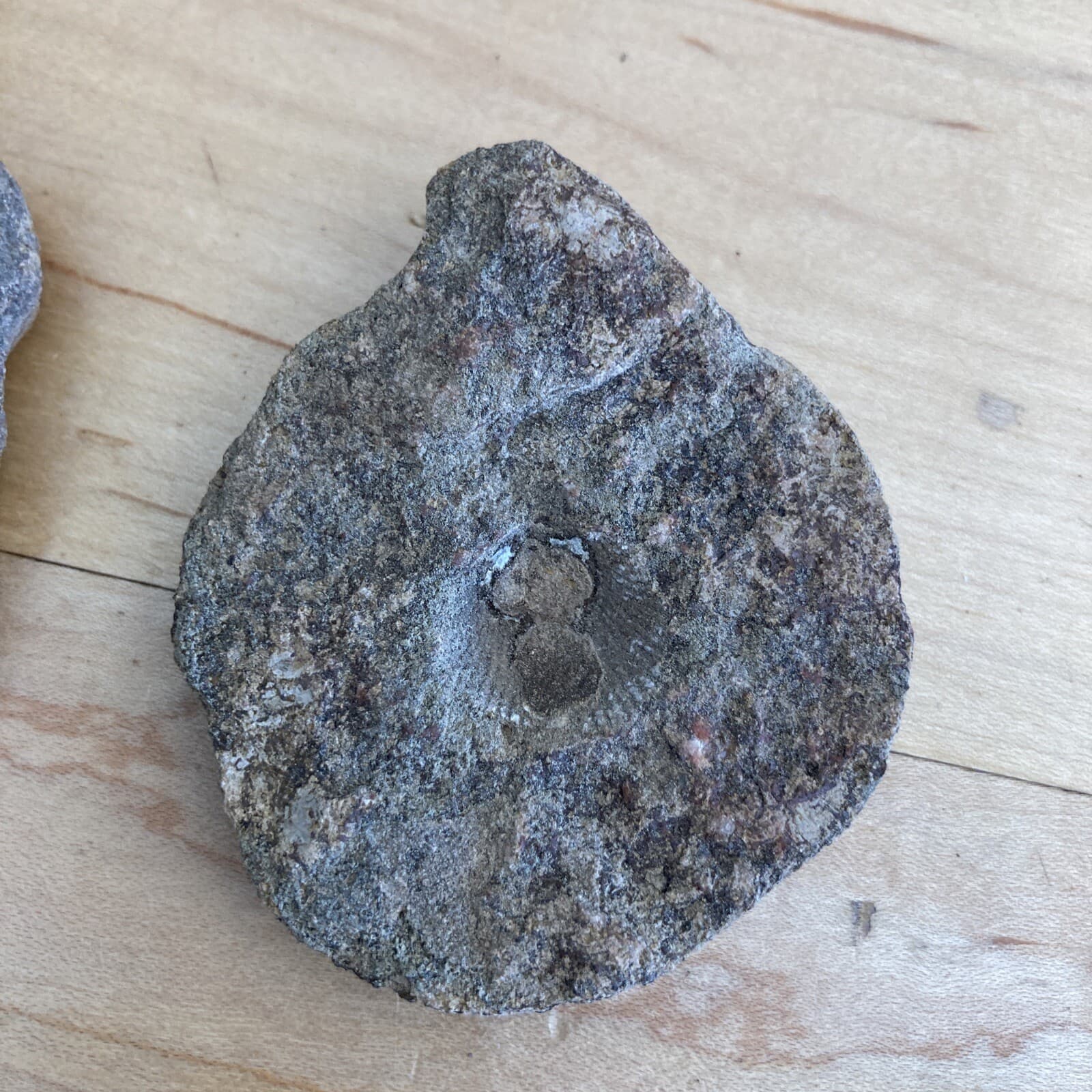 Lake Ontario fossilized shell 5