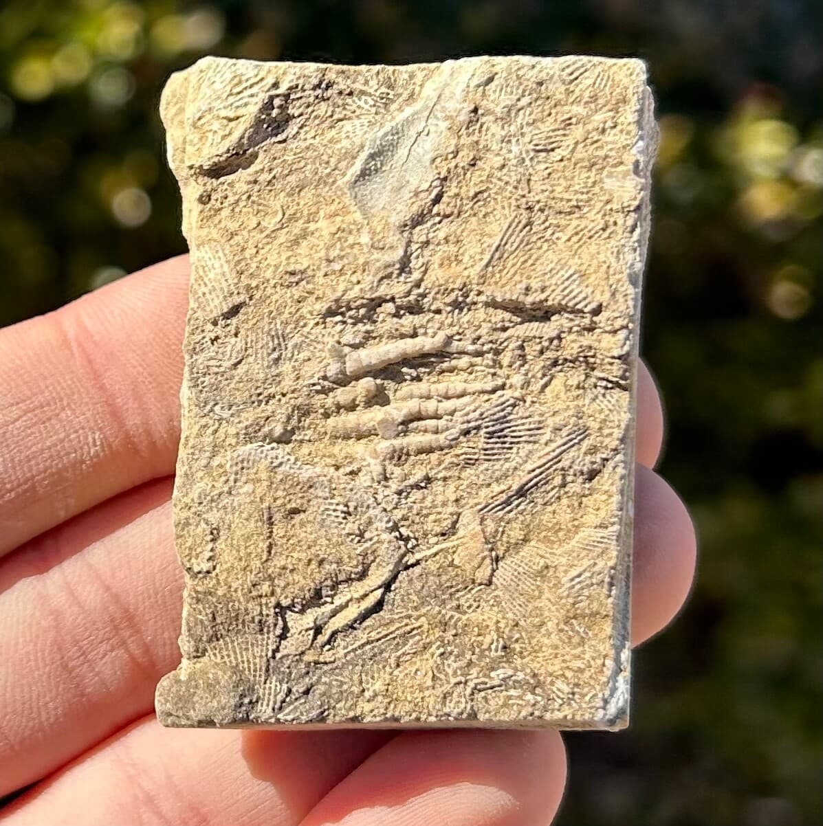 Alabama Fossil Crinoid in Matrix Bangor Limestone Formation Mississippian Age
