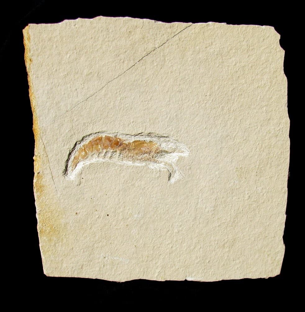 DISTINCT, COLORFUL JURASSIC ANTRIMPOS SHRIMP FOSSIL FROM GERMANY - SOLNHOFEN!