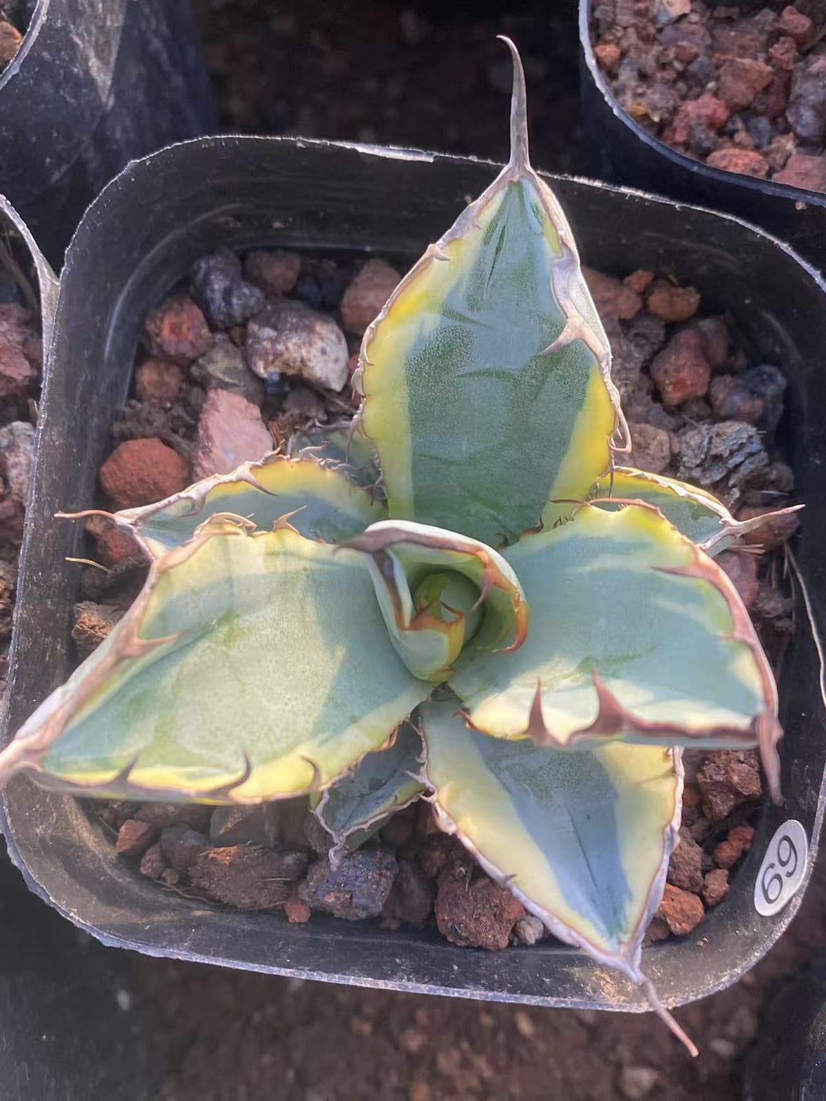 7-9CM Agave americana Echeveria 'Blue Whale variegated yellow Succulent plants 2