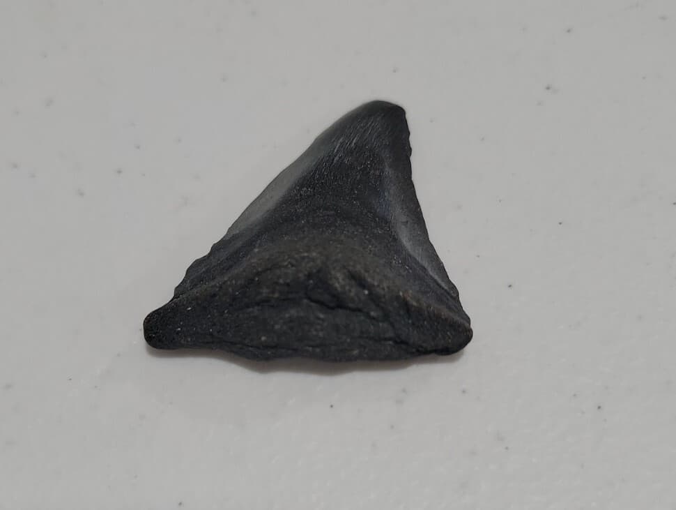 Megalodon Sharks  NO RESTORATIONS fossil sharks teeth tooth 3