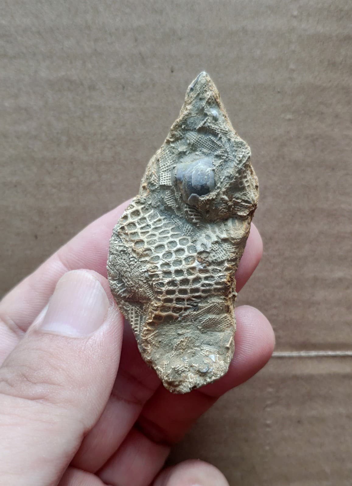 30g bryozoan Marine organisms Geologic rock specimen from Cambrian Period 5