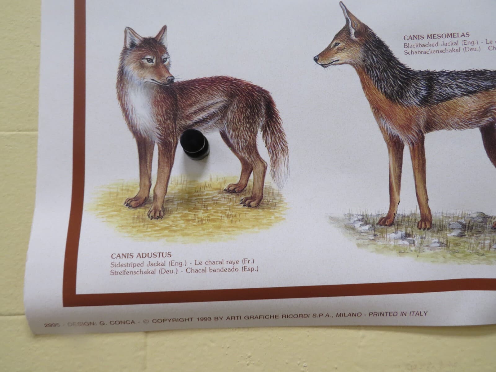 ROLLED VINTAGE 1993 WOLVES DIAGRAM CHART NATURE WILDLIFE 27X38 POSTER 2995 2