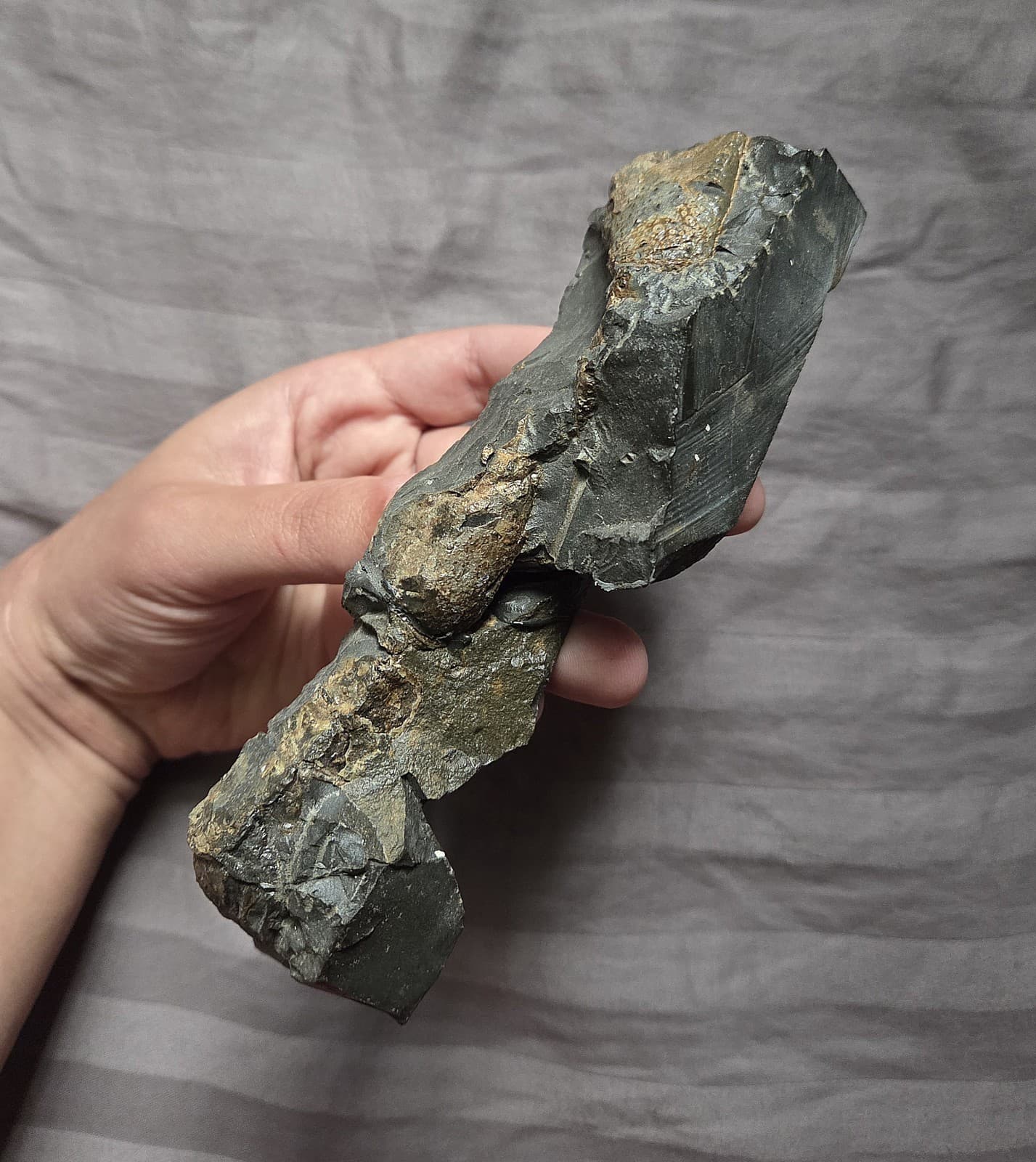 Very Rare Large Cretaceous Arthropod Fossil Hoploparia Sp. Lobster From Montana 