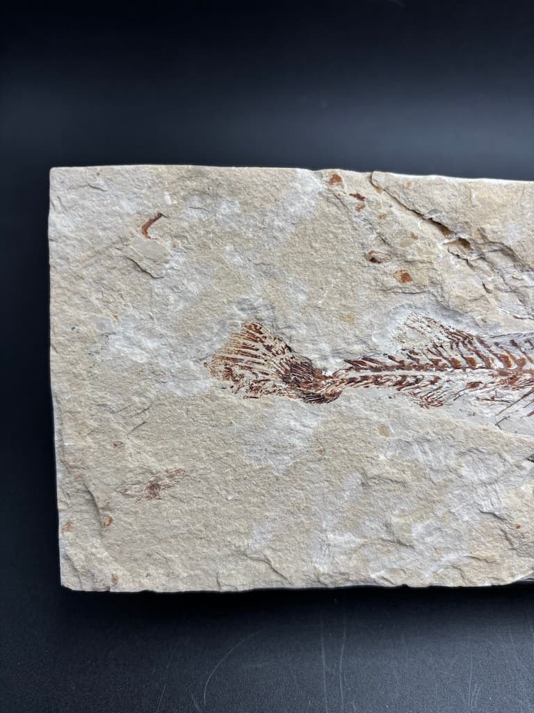 Coccodus insignis fossil fish - Cretaceous Cenomanian, Lebanon - rare slab 19 cm 5