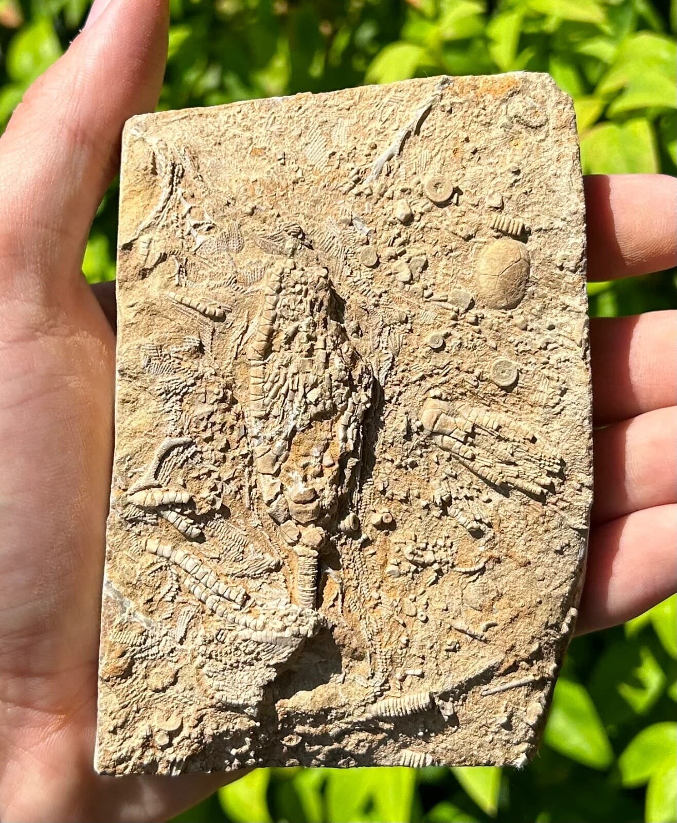 DOUBLE Fossil Crinoids in Matrix Phanocrinus & Aphelecrinus Alabama Bangor Fm