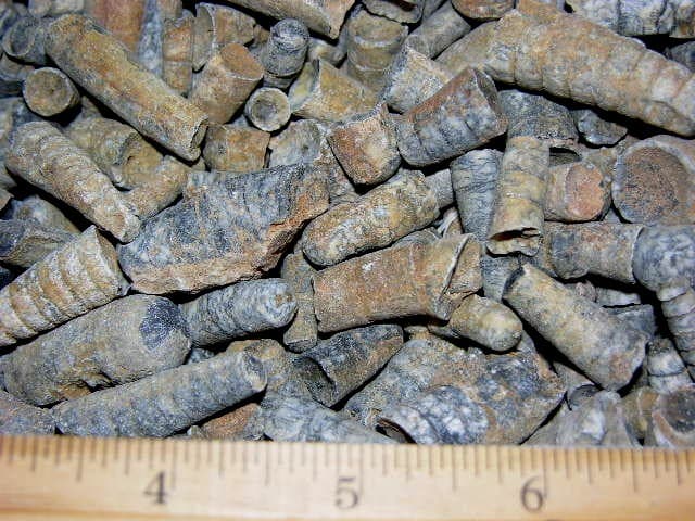 Orthoceras fossils Ordovician/Triassic 400 million years 1/2 pound 20 plus piece 5