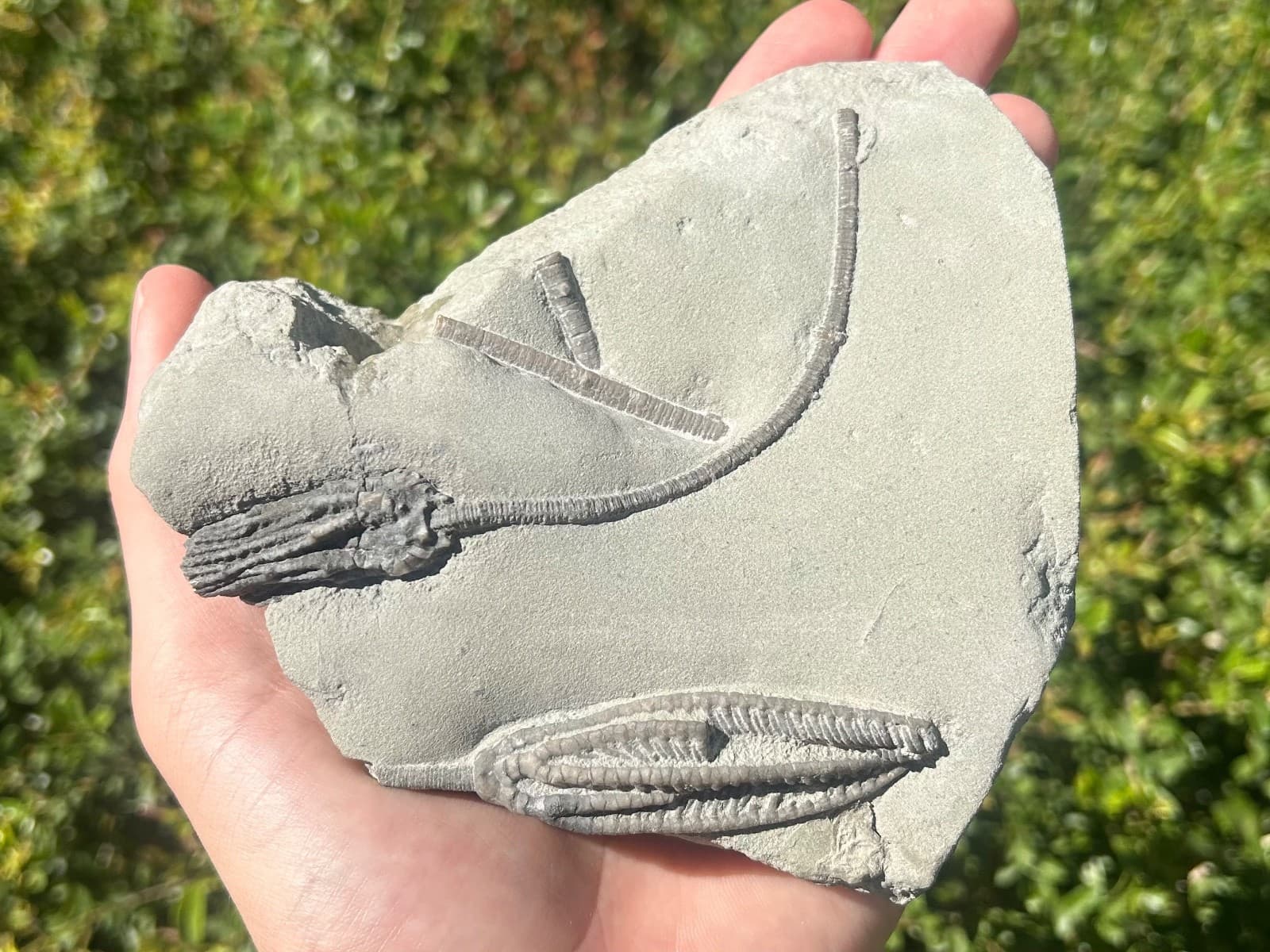 SUPERB Fossil Crinoid Plate Histocrinus Abrotocrinus Indiana Edwardsville Fm 3