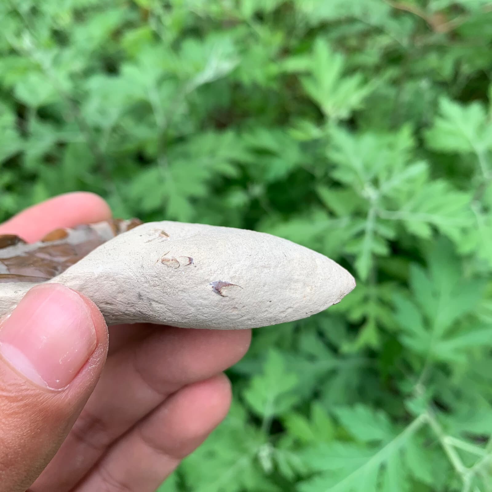 Jurassic Period Perfect Crab Fossil Dinosaur Age 6