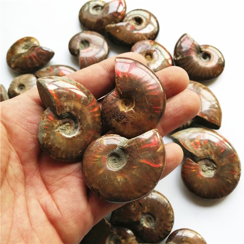 5X Natural Crystal Iridescent Ammonite Ammolite Facet Specimen Snail Fossil 3