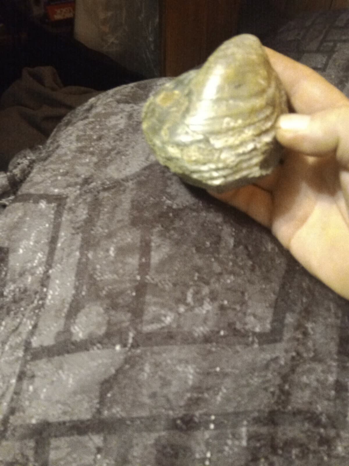 Clam Or Oyster Fossils 2