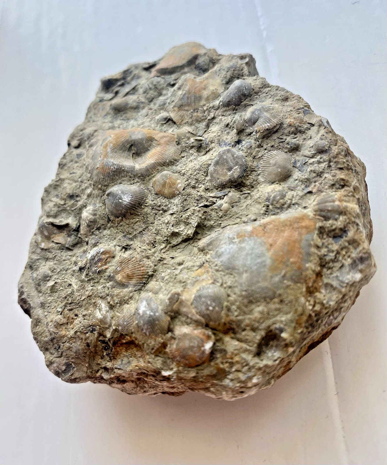 Rare Shell Fossils In Rock Sea Shell Fossil Complete Top And Bottom 167g. 4