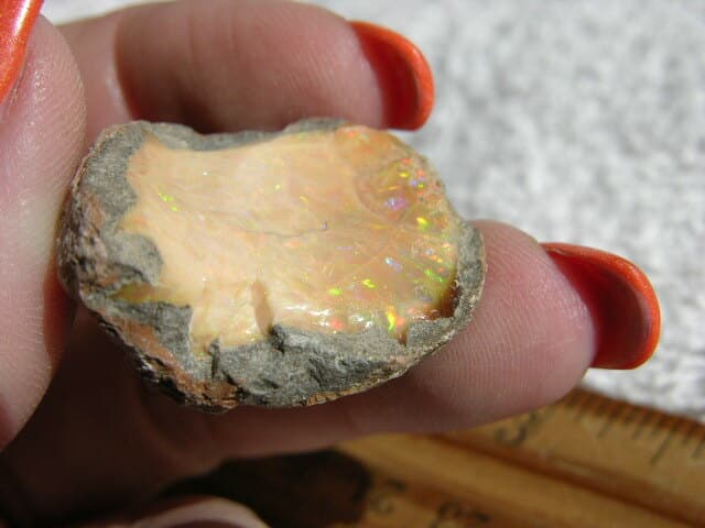 Opal Ethiopian chocolate specimen in matrix nut w/multicolor precious fire CF50 5