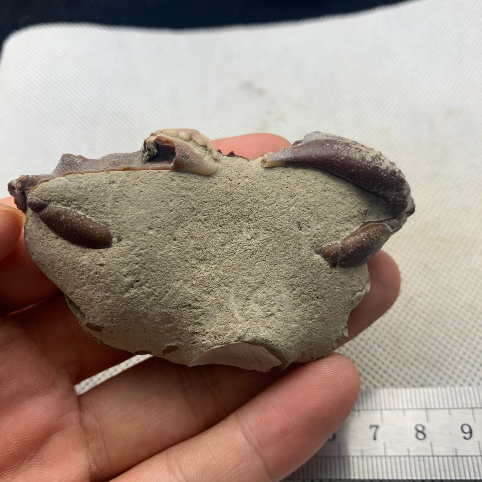 Jurassic refined crab fossils from the dinosaur era 3