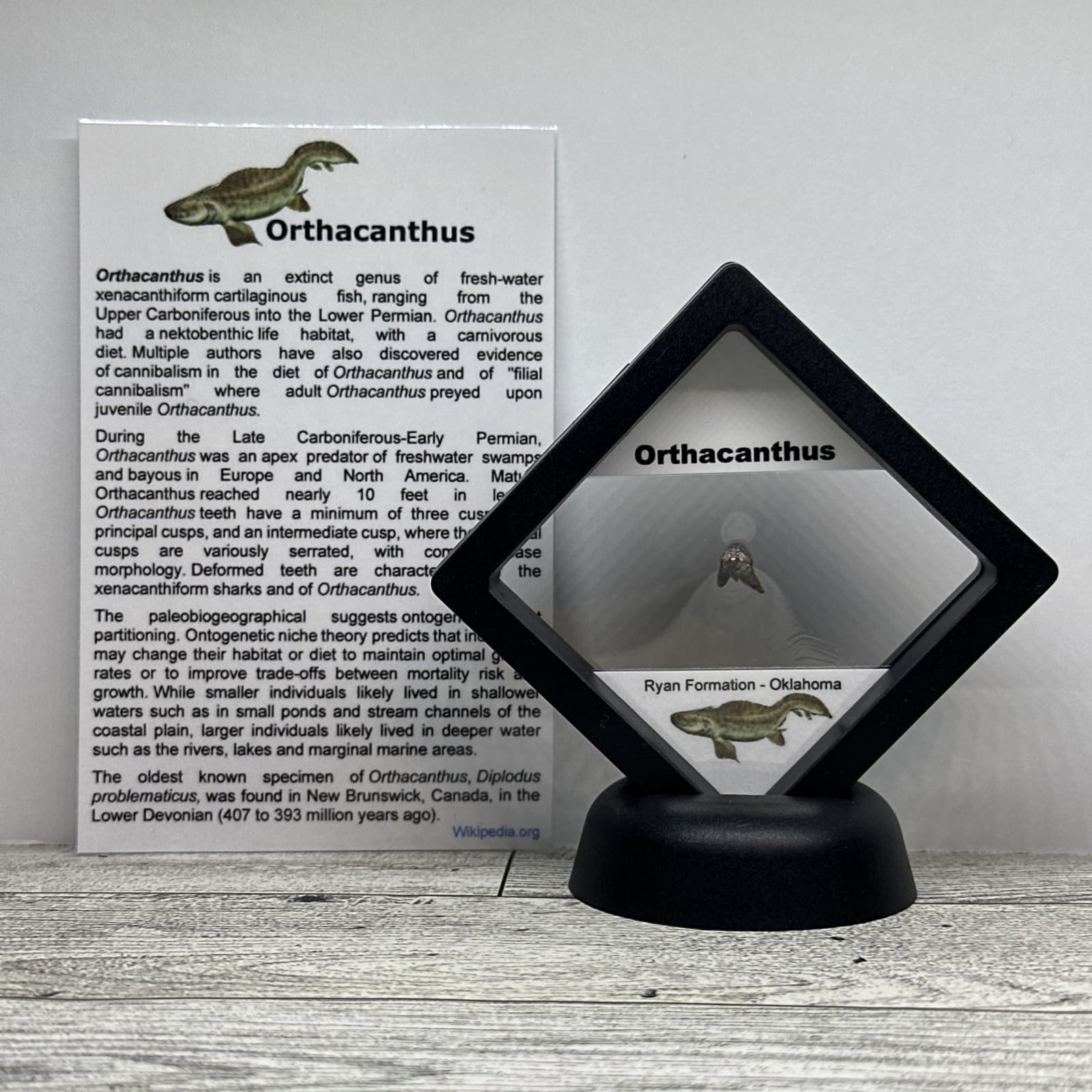 Orthacanthus Extinct Permian Age Tooth Fossil in Great Display Case