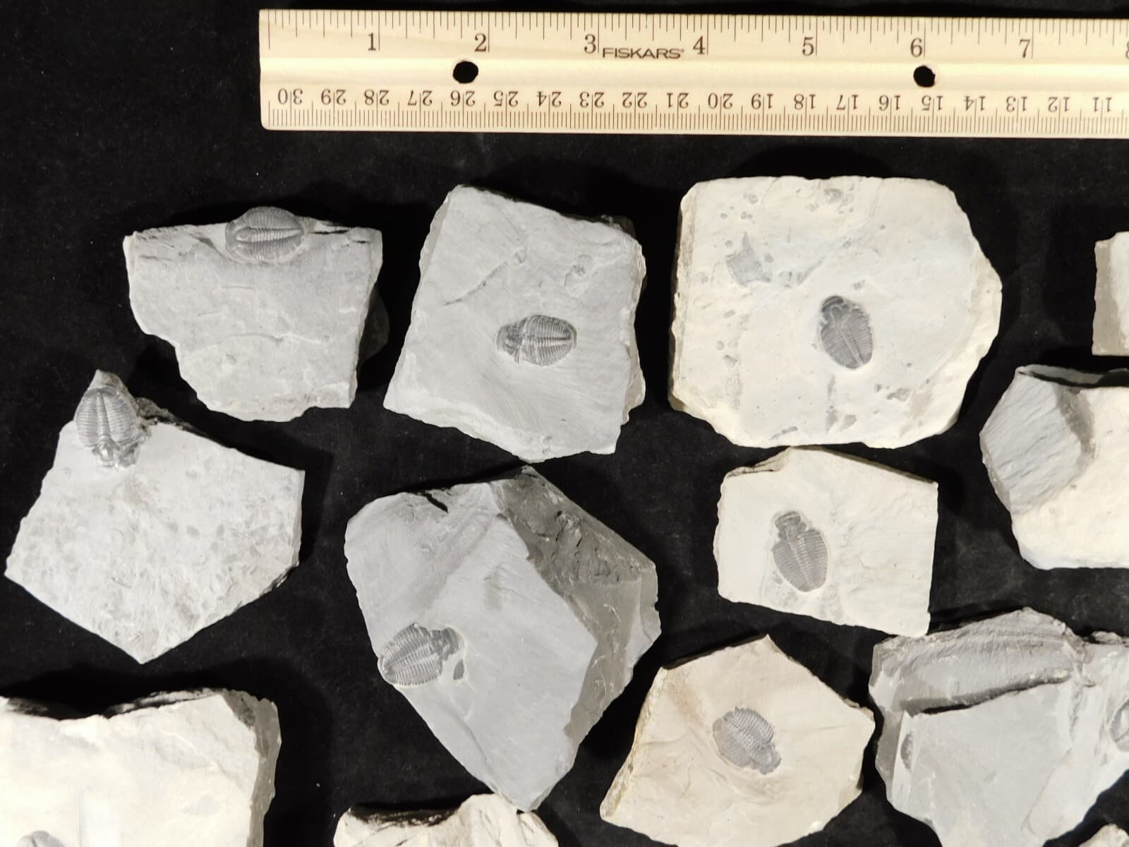 Small 100% Natural Elrathia TRILOBITE Fossil From Cambrian Utah 2