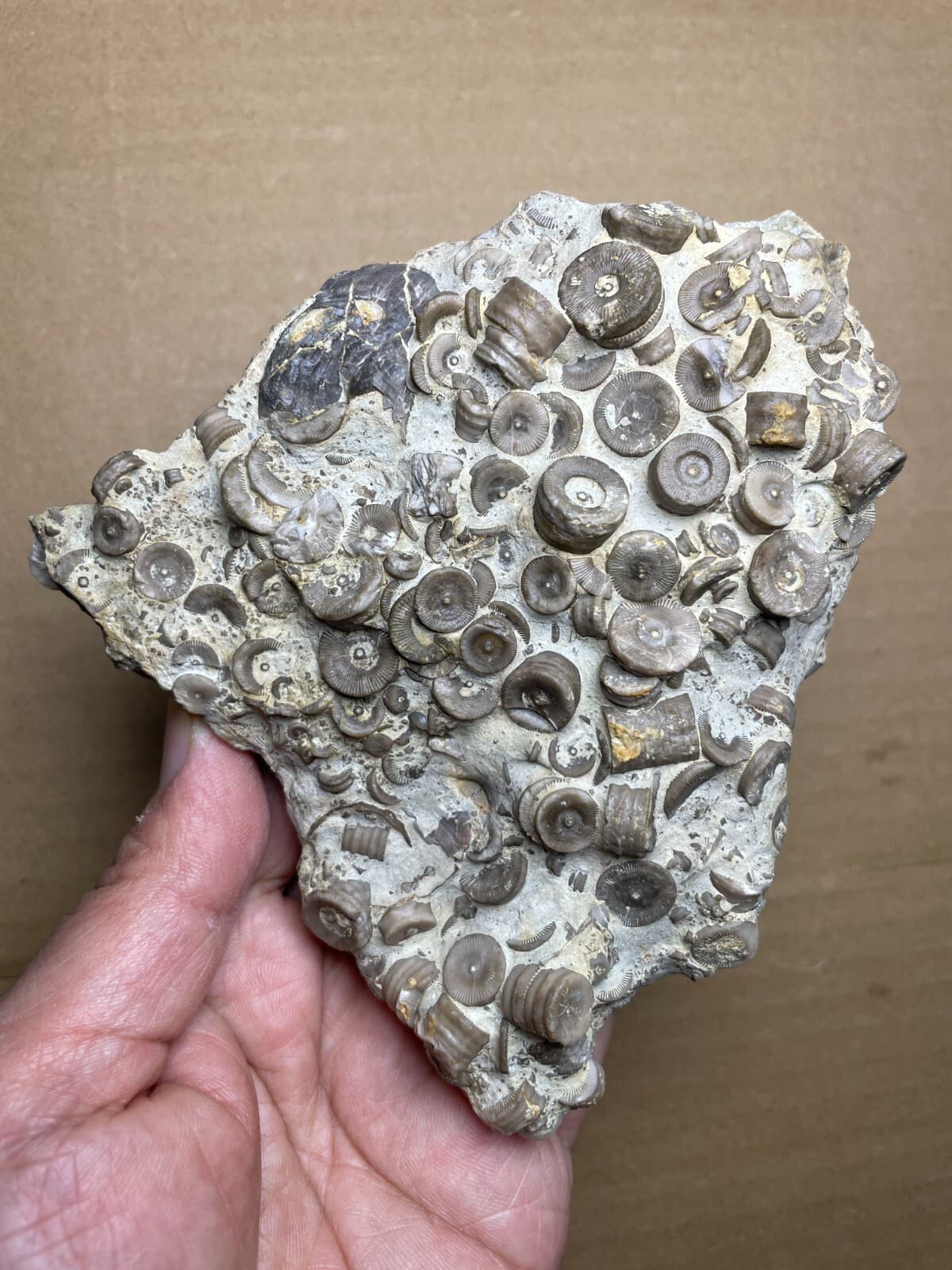 529g Devonian period Crinoid Geologic rock specimen 4